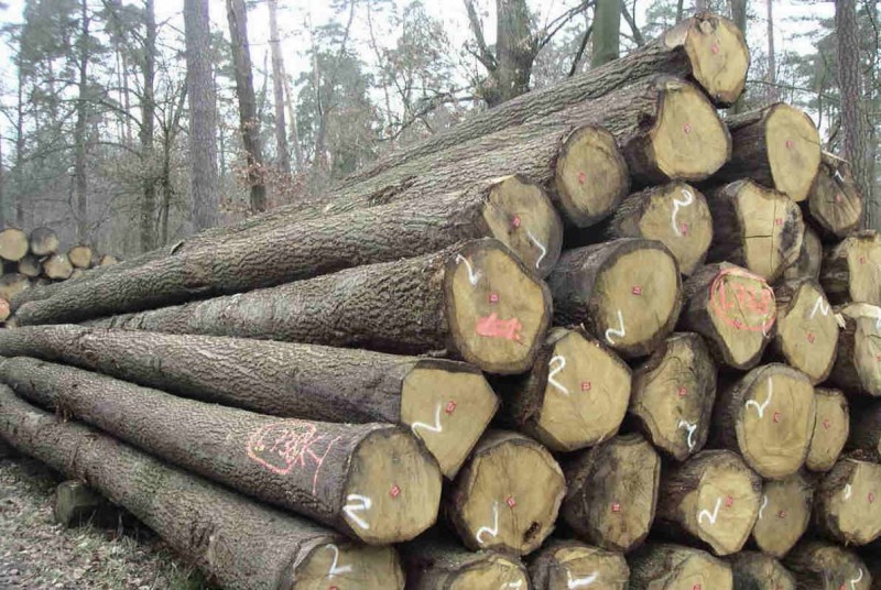 gỗ tần bì tự nhiên.jpg