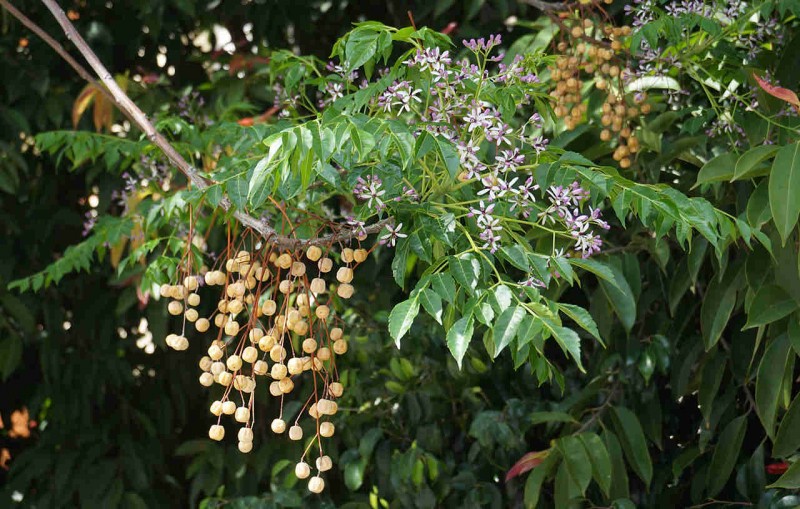 quả xoan.jpg